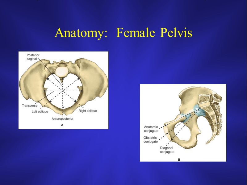 Anatomy:  Female Pelvis